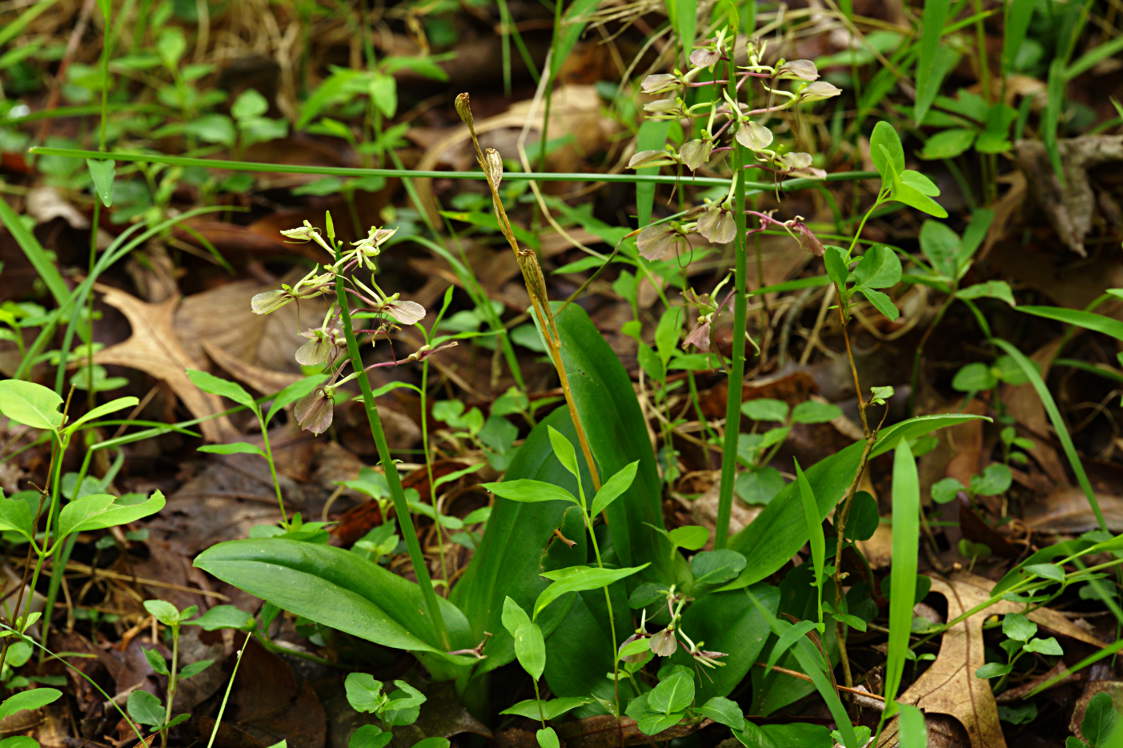 Lily Leaved Twayblade