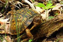 Eastern Box Turtle