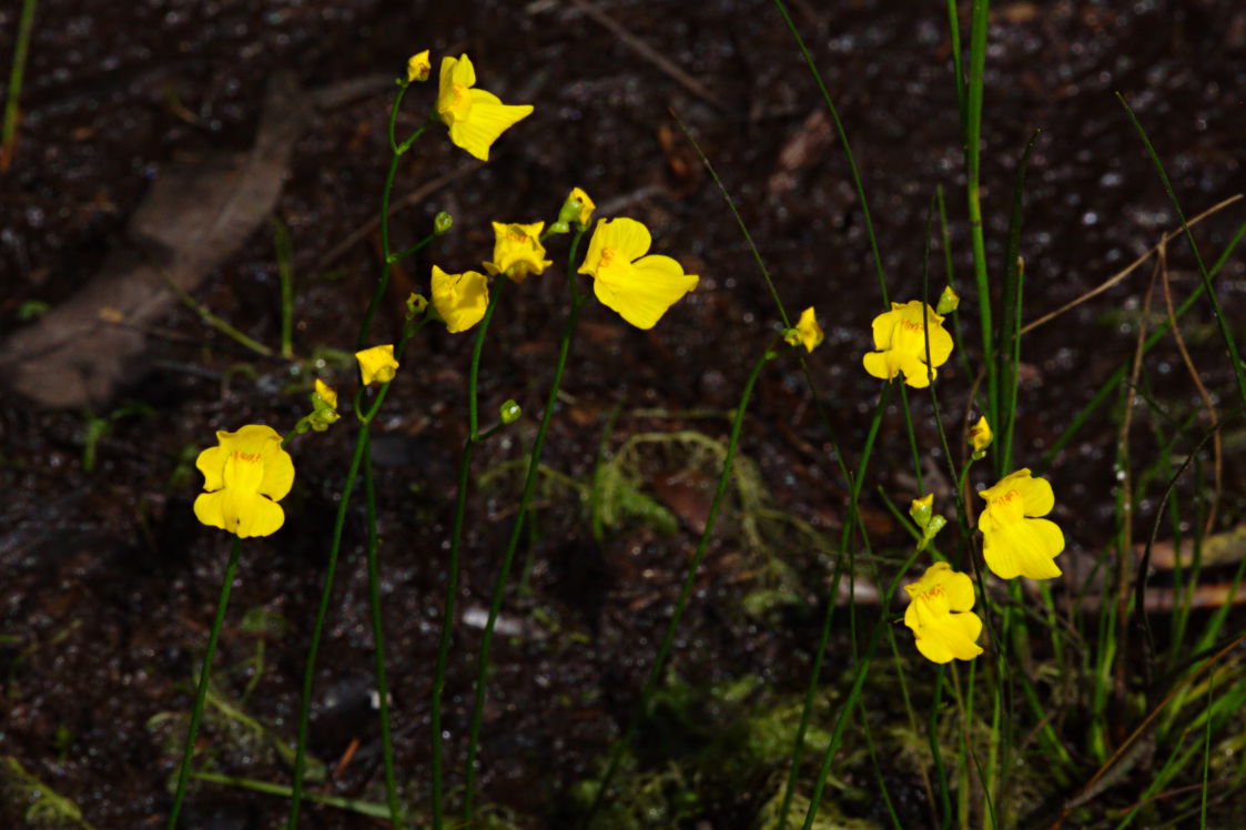 Humped Bladderwort