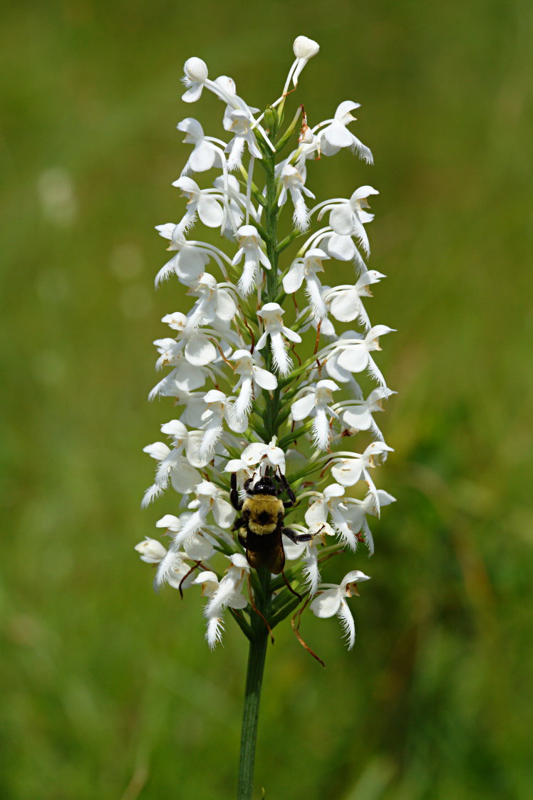 Northern White Fringed Orchis