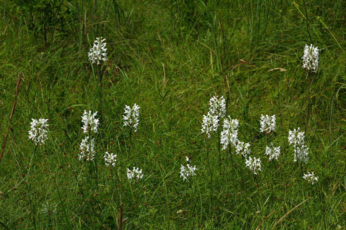 Northern White Fringed Orchis