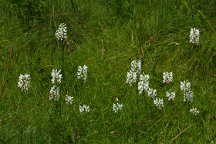 Northern White Fringed Orchis