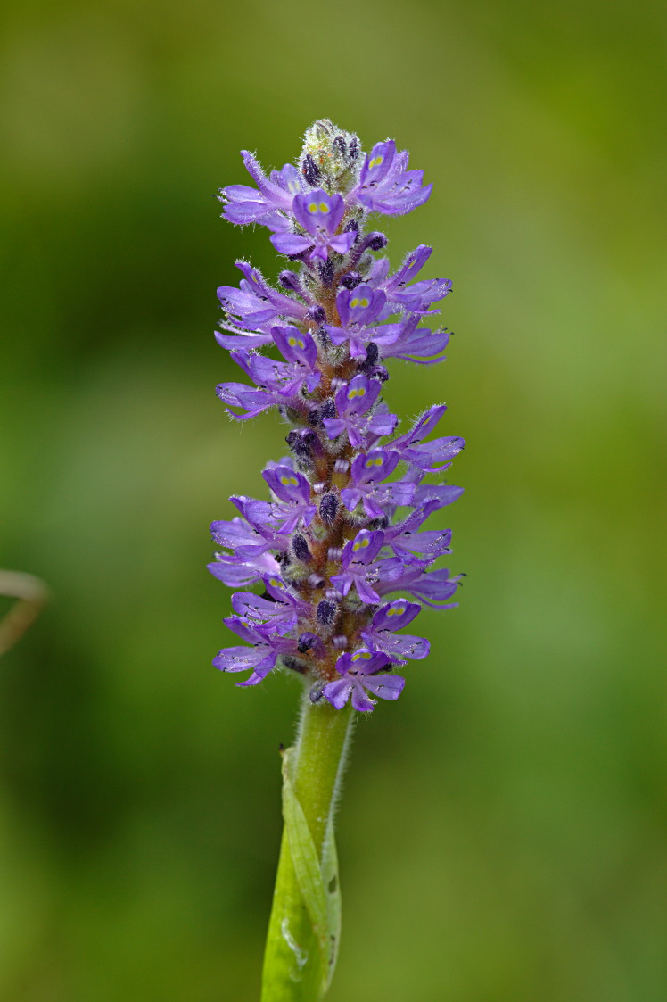 Pickerel Weed