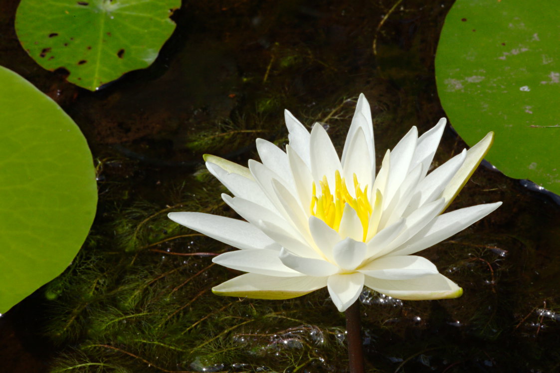 Common Water Lily