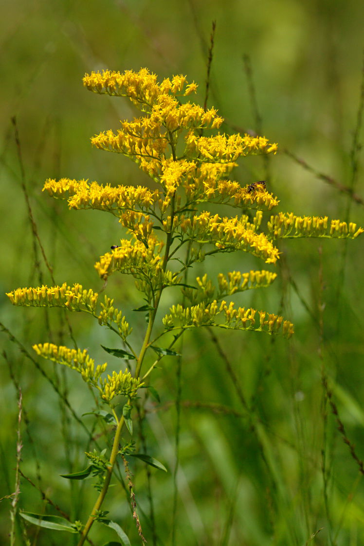 Early Goldenrod