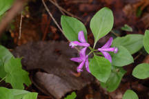 Fringed Polygala