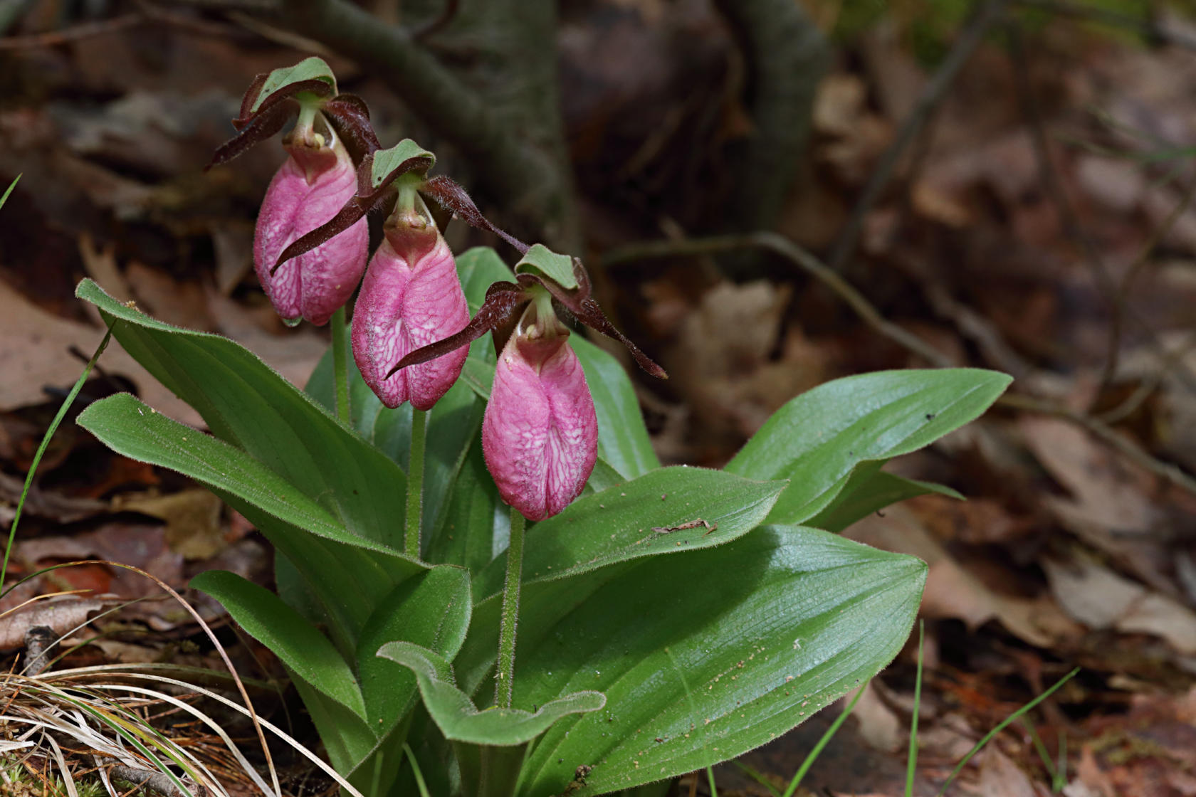 Pink Lady's Slipper