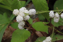 Double-Flowered Early Saxifrage