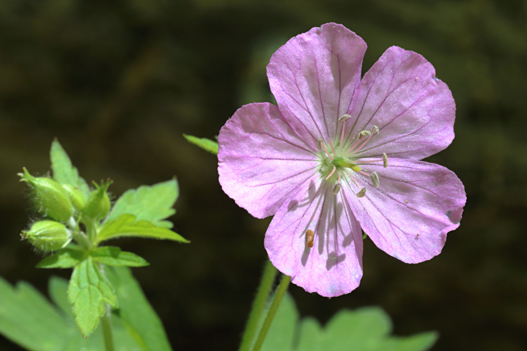 Wild Geranium