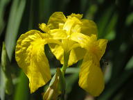 Yellow Iris