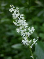 False Solomon's Seal