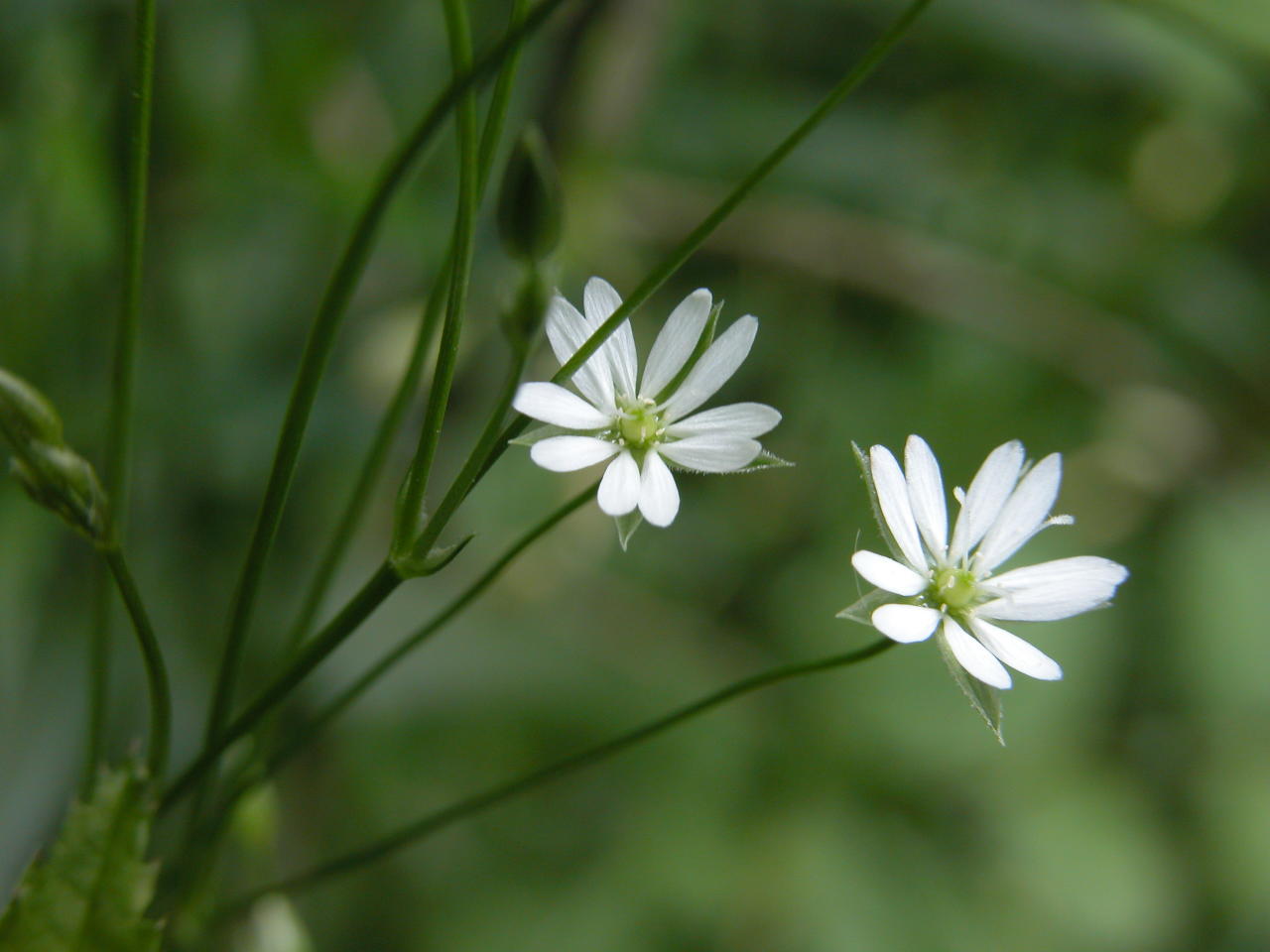 Long-Leaved Stitchwort