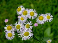 Common Fleabane