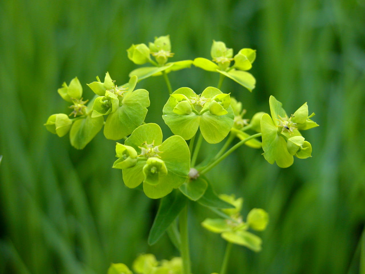 Leafy Spurge