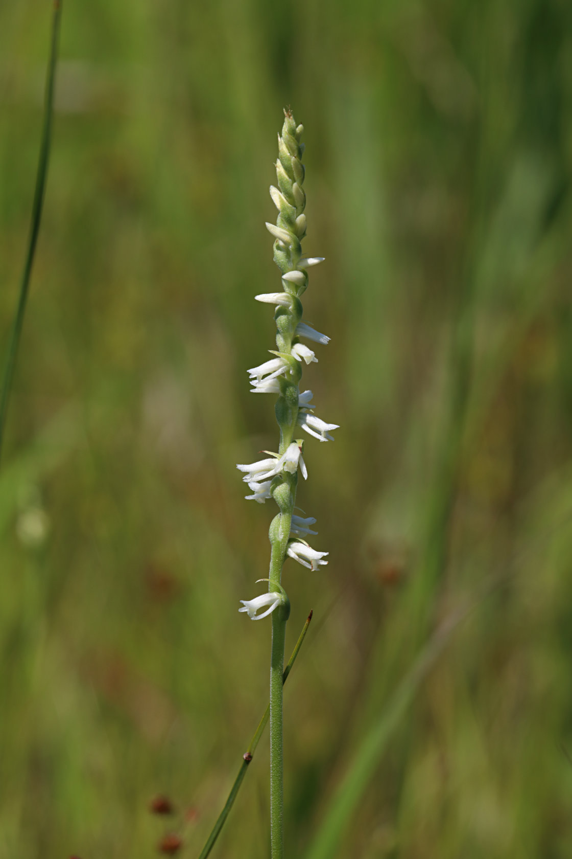 Grass-Leaved Ladies' Tresses