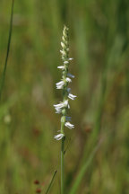 Grass-Leaved Ladies' Tresses