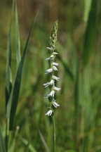 Grass-Leaved Ladies' Tresses