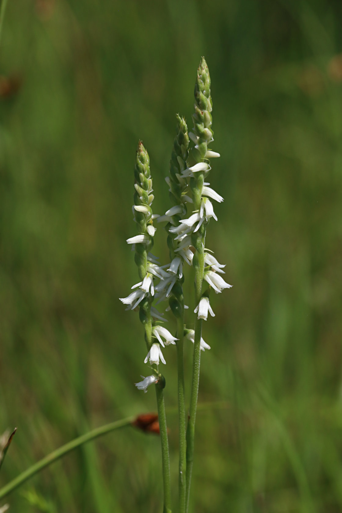 Grass-Leaved Ladies' Tresses