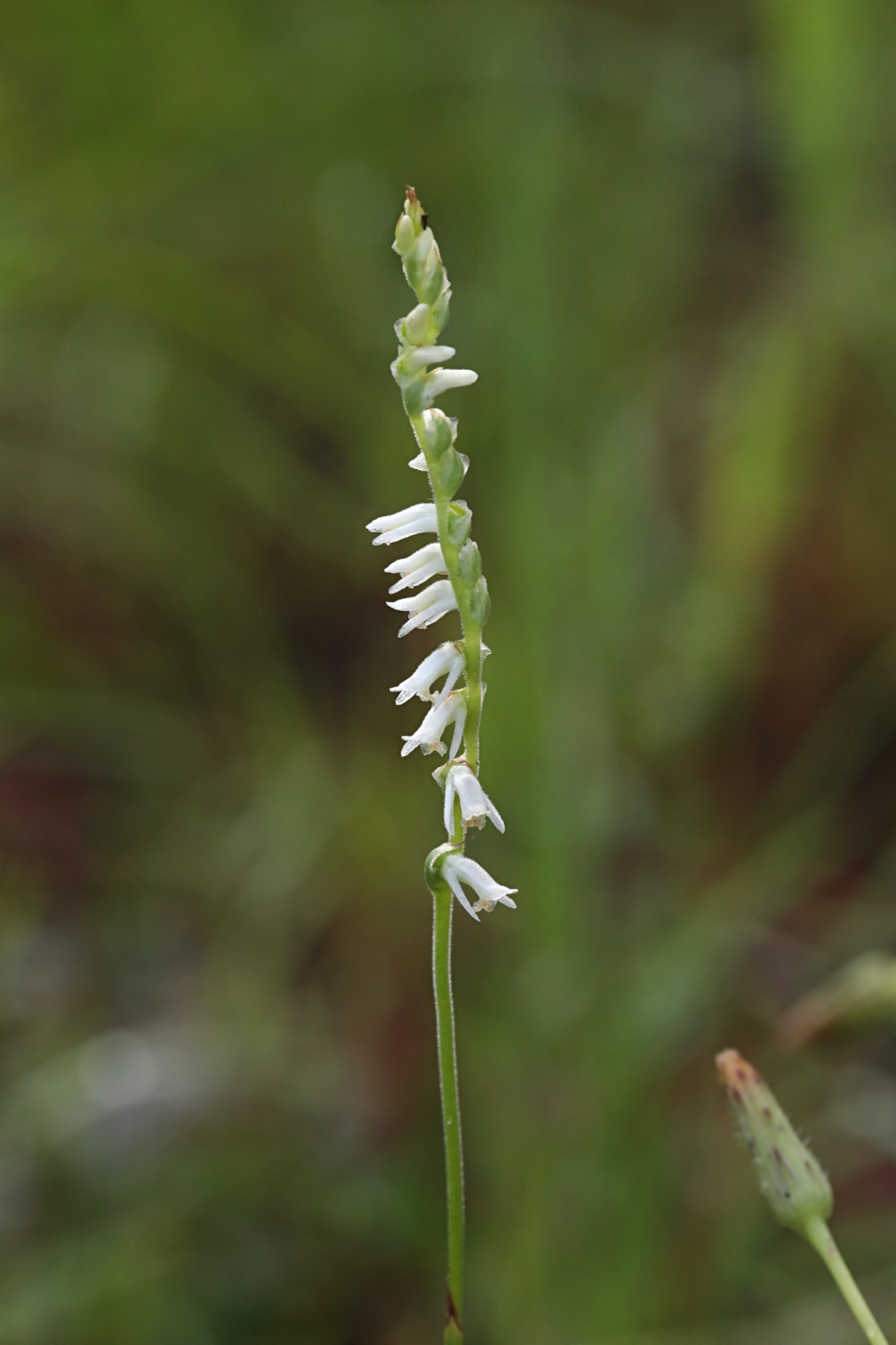 Grass-Leaved Ladies' Tresses