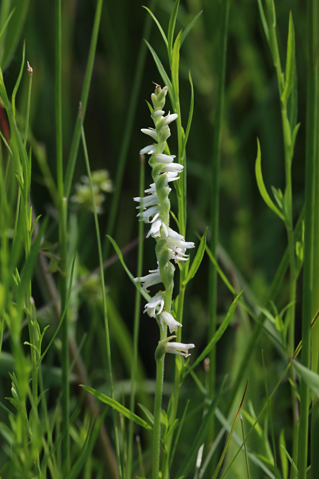 Grass-Leaved Ladies' Tresses