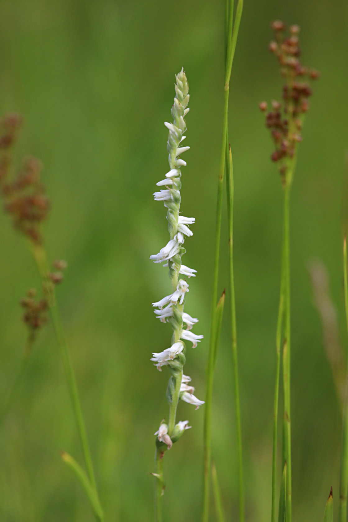 Grass-Leaved Ladies' Tresses