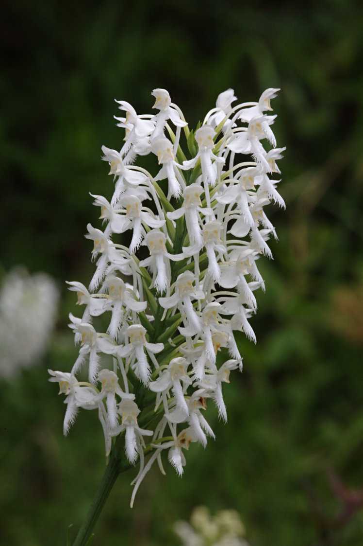 Northern White Fringed Orchis