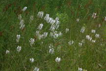 Northern White Fringed Orchis