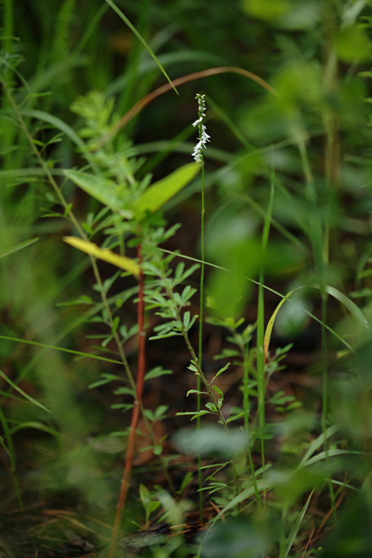 Southern Slender Lady's Tresses