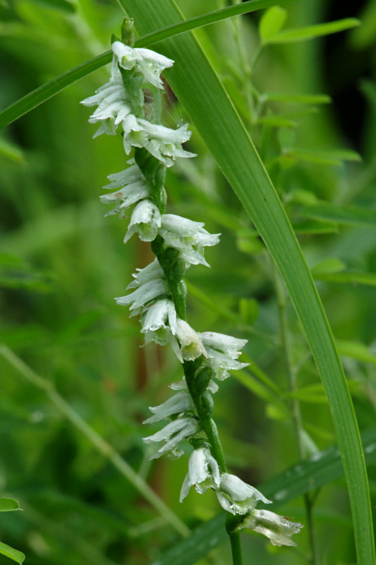 Southern Slender Lady's Tresses