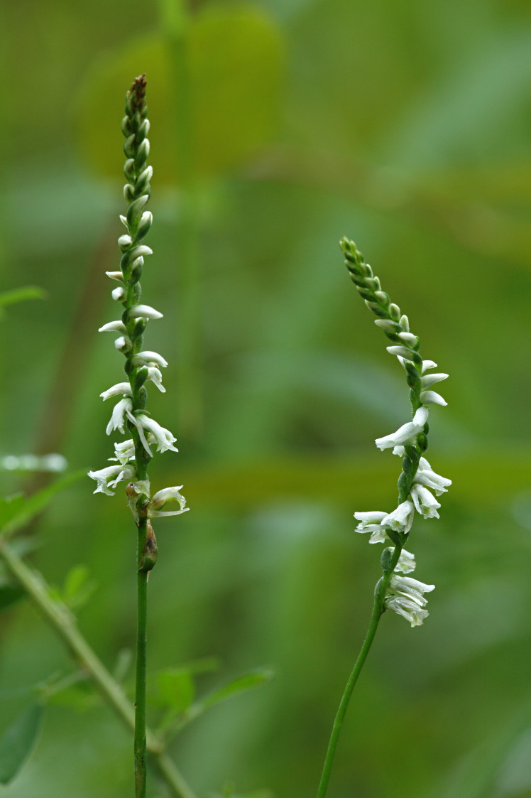 Southern Slender Lady's Tresses