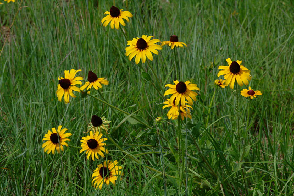 Black-Eyed Susan