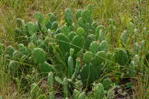 Eastern Prickly Pear