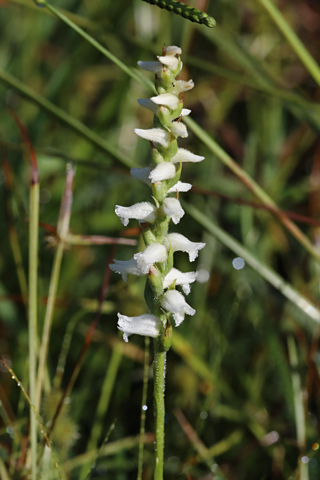 Nodding Ladies' Tresses