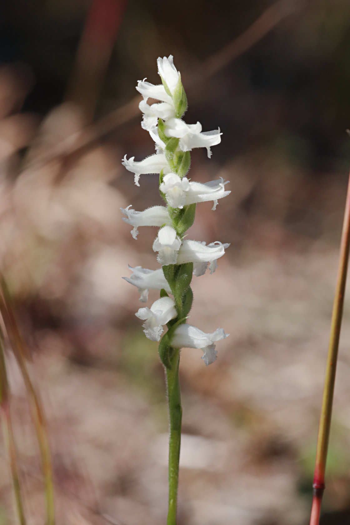 Nodding Ladies' Tresses