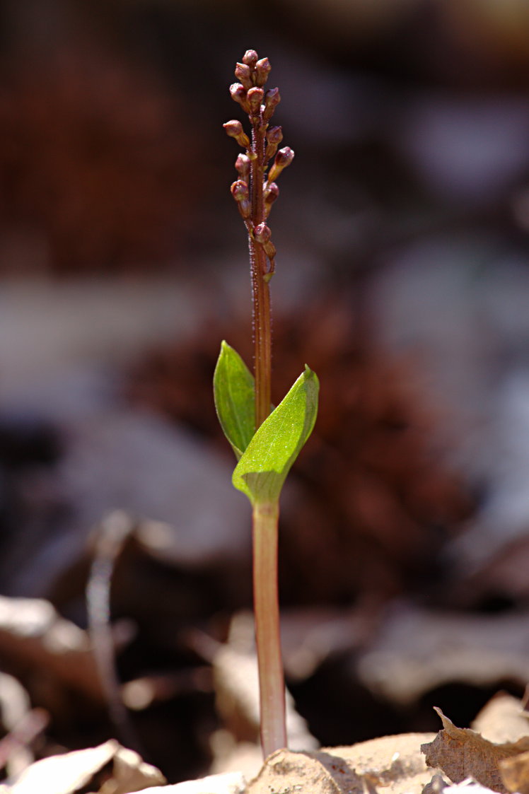 Southern Twayblade