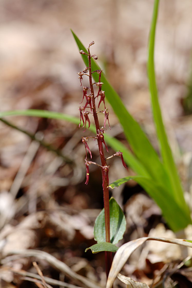 Southern Twayblade