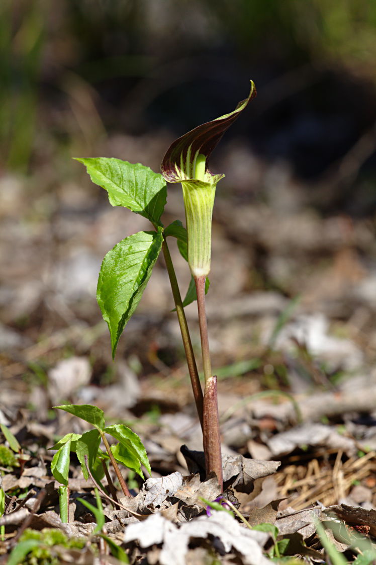 Jack-in-the-Pulpit