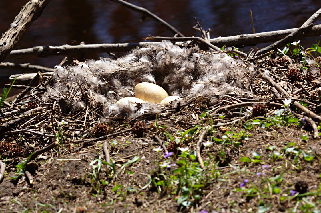 Goose Nest