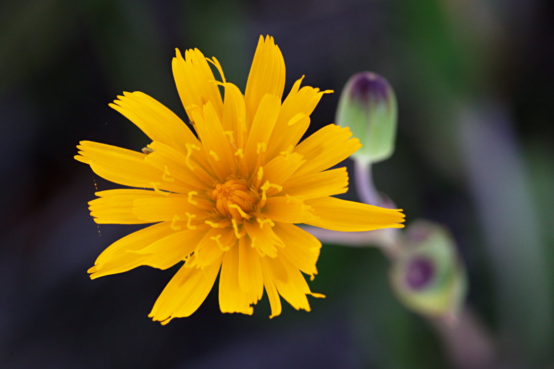 Orange Dwarf Dandelion