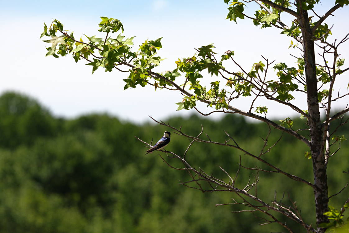 Brown-Headed Nuthatch