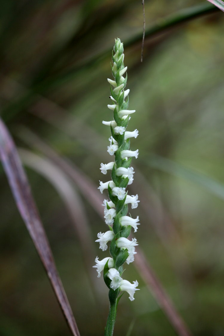 Yellow Ladies' Tresses