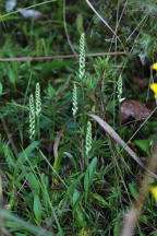 Yellow Ladies' Tresses