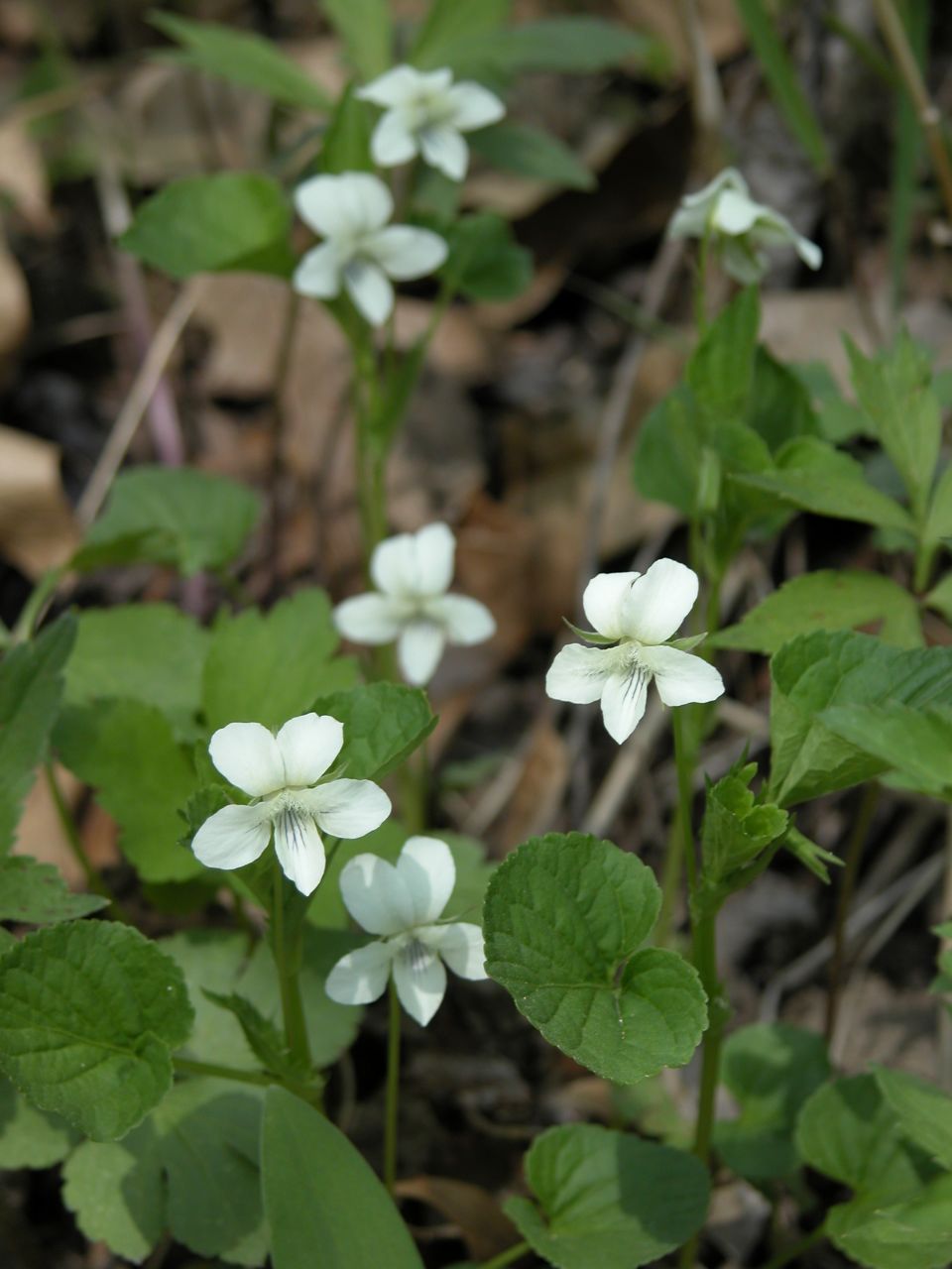 Striped white violet