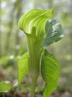 Jack-in-the-pulpit