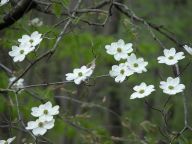 Dogwood