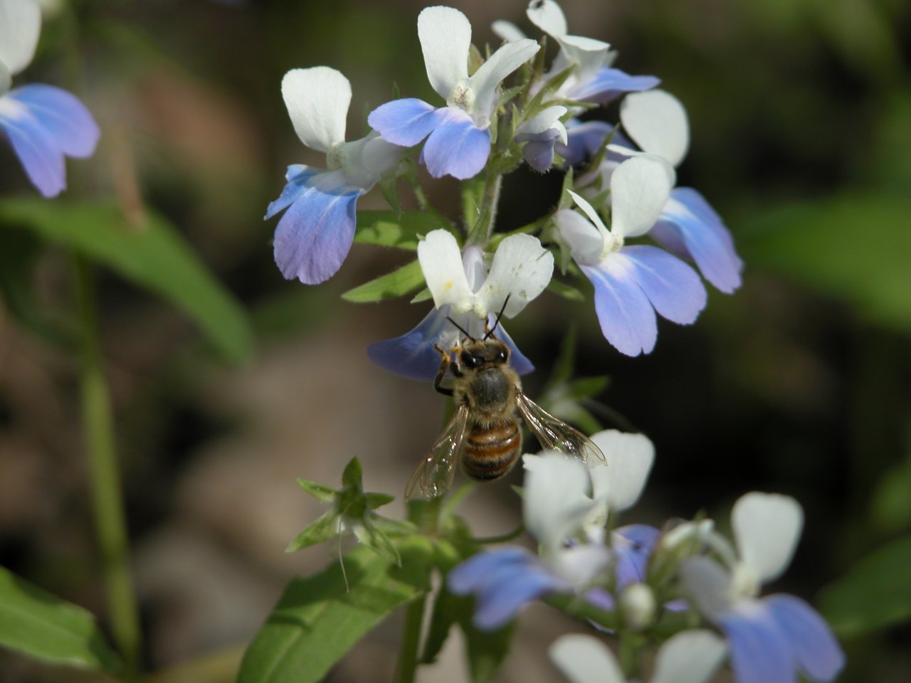 Honeybee and blue-eyed Mary