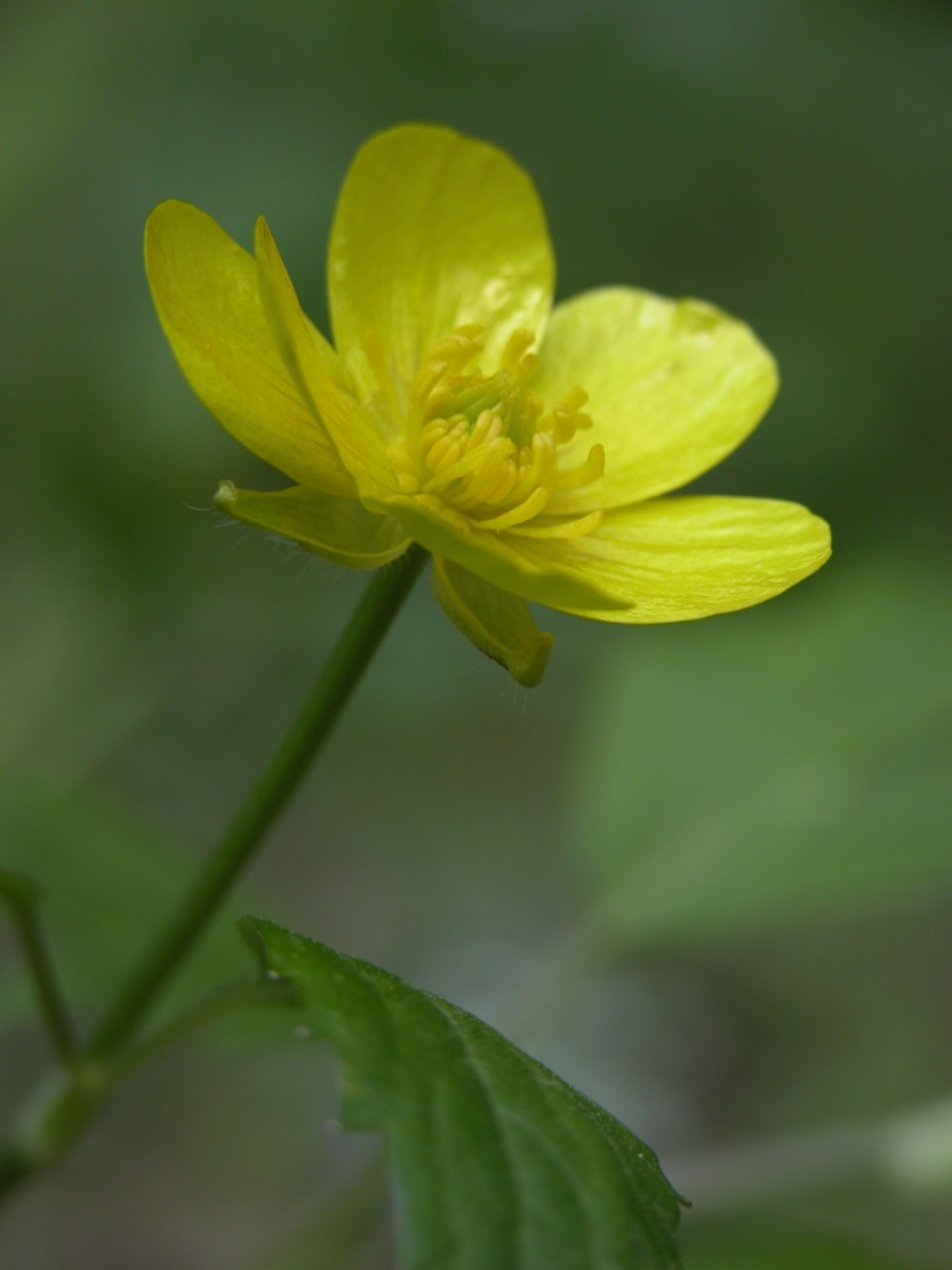 Rough buttercup