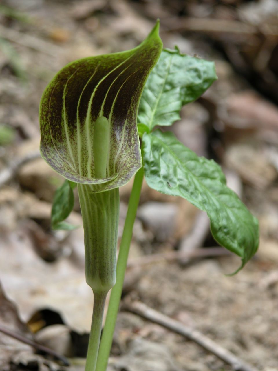 Jack-in-the-pulpit