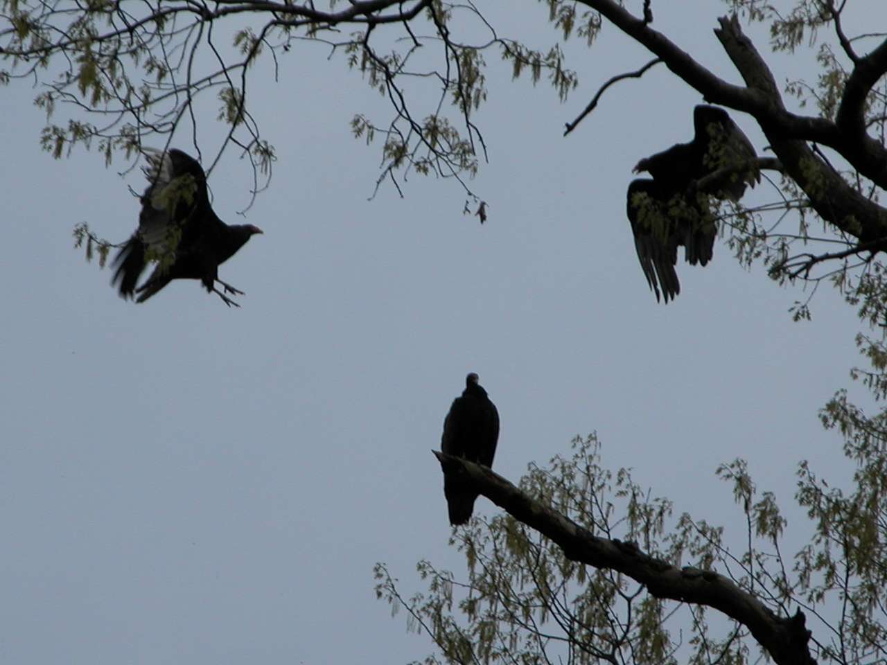 Turkey vultures