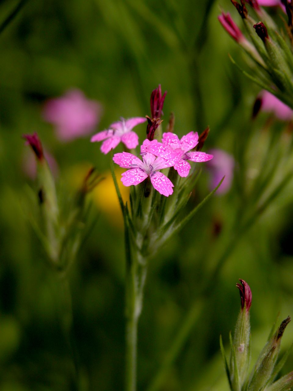 Deptford Pink